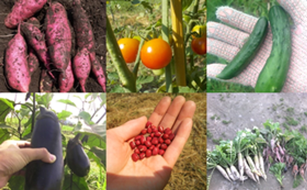 自然栽培作物「ささやかセット」