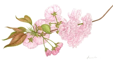 日本の心、かけがえのない京都の桜をボタニカルアートで未来へ伝えます