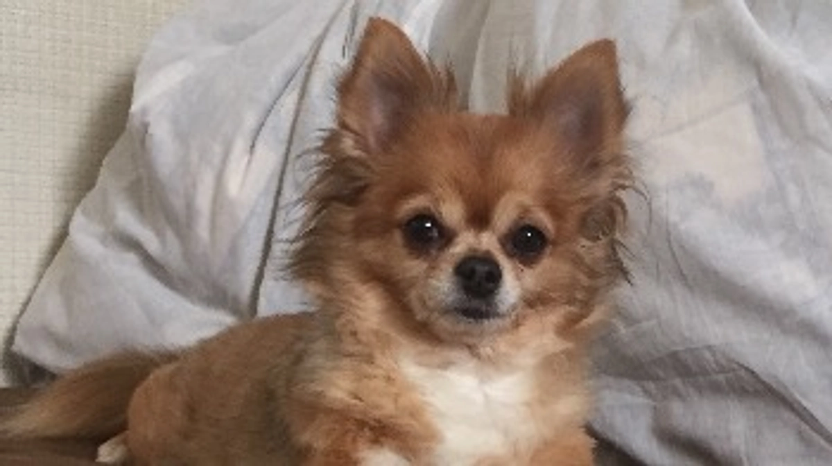 7/10～7/14までのご支援者様(代理支援)【活動報告33日目】