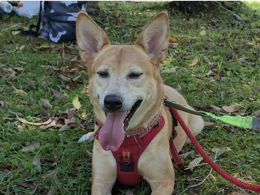 400万円まであと33万円。チラシ配布協力店のみなさま⑤まだまだ増えています。