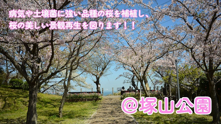 公園の桜守プロジェクトin神奈川～公園の桜を次世代に繋げたい～ 3枚目