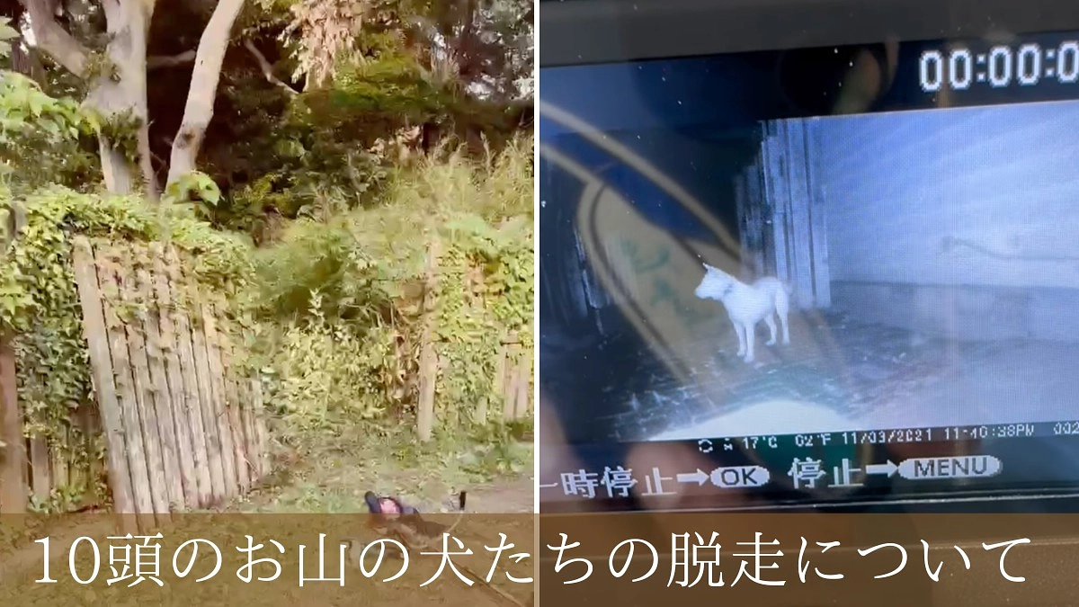 脱走についてのご報告【１０頭の犬達の脱走と帰還】