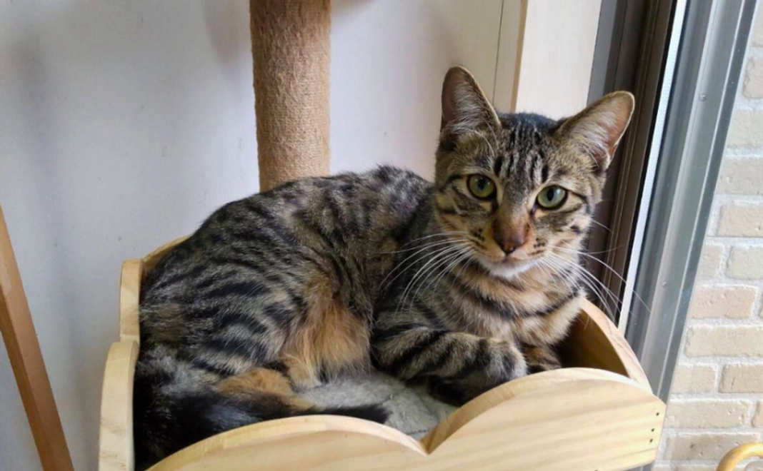 【猫の尊い命のために】全力応援コース｜1万円