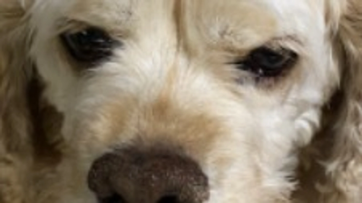 ロレンツア桜見えました　ありがとう！幸せです！