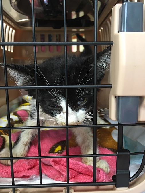 命なのに…    ぬいぐるみじゃないのに…