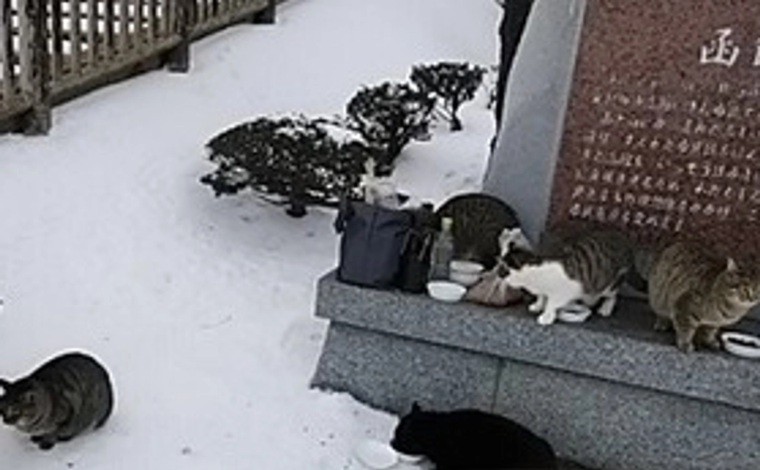 毎月応援コース 5,000円