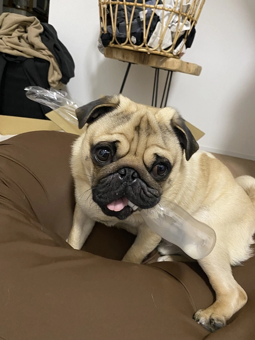 最近の茶々丸について。