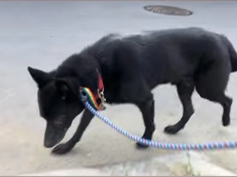 アッキー・ぷー助の里親様 小出圭子様からの応援メッセージ