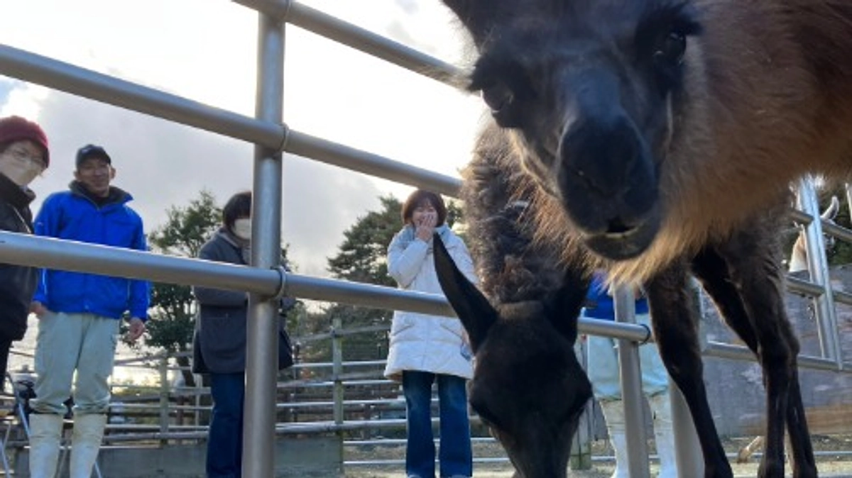 【活動報告81】リターン報告：「現地で応援｜飼育員とラマトーク」を開催しました。