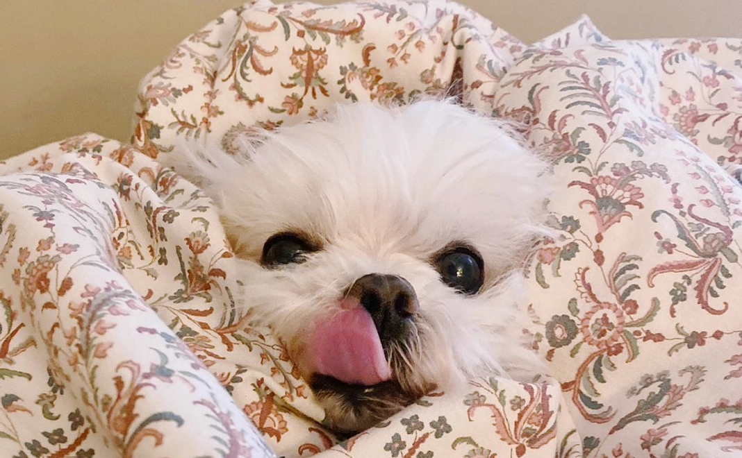 萌萌を応援する $1000