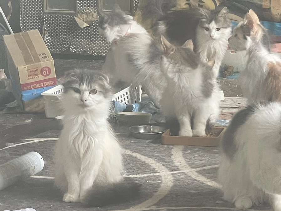 ネクストゴール挑戦中！　仔猫たちの保護