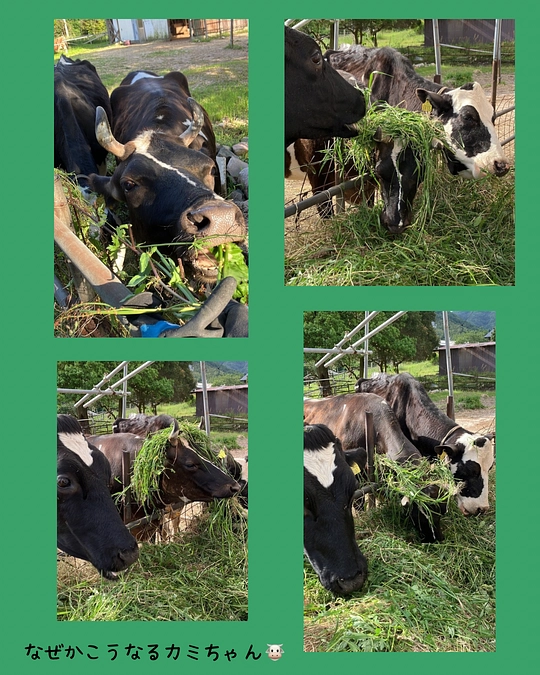 よしえさんが動画を作ってくれました🌈