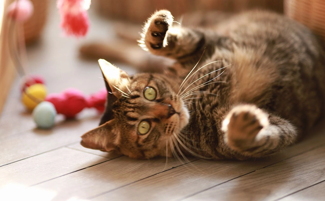 毎月22222円コース