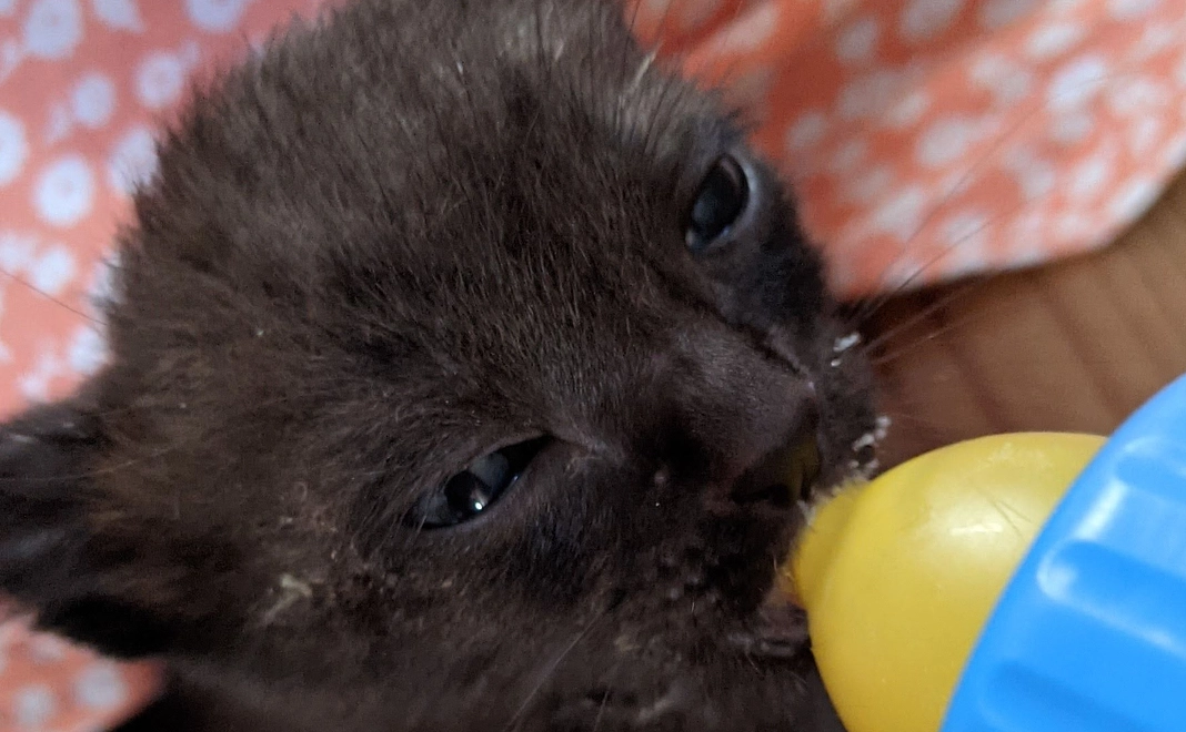 ●感謝のメールをお送りいたします。(このリターンをご支援いただけた場合、猫3匹分1ヶ月のご飯代に相当します)