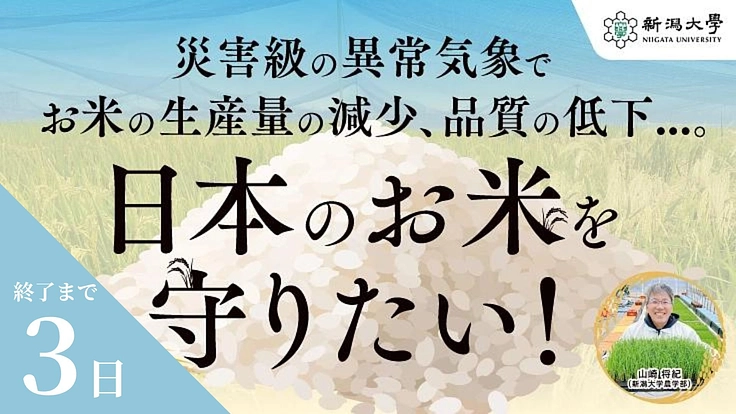 暑さでお米がピンチ！新品種と栽培対策の確立で日本のお米を守りたい！