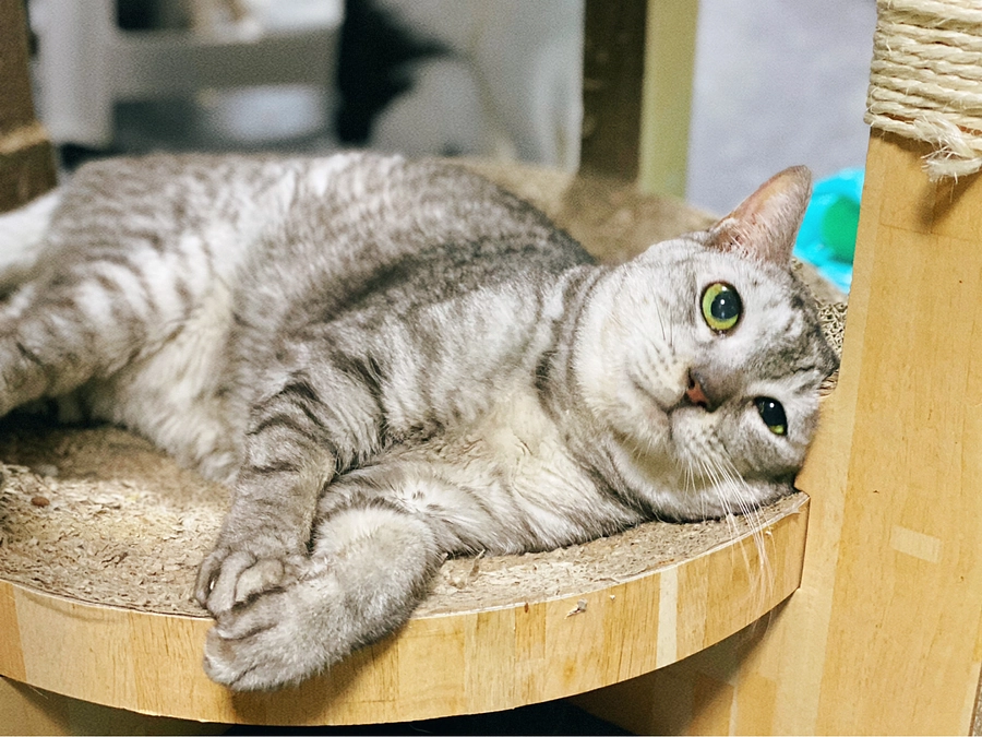 ★ ナキとター君がお星さまになりました