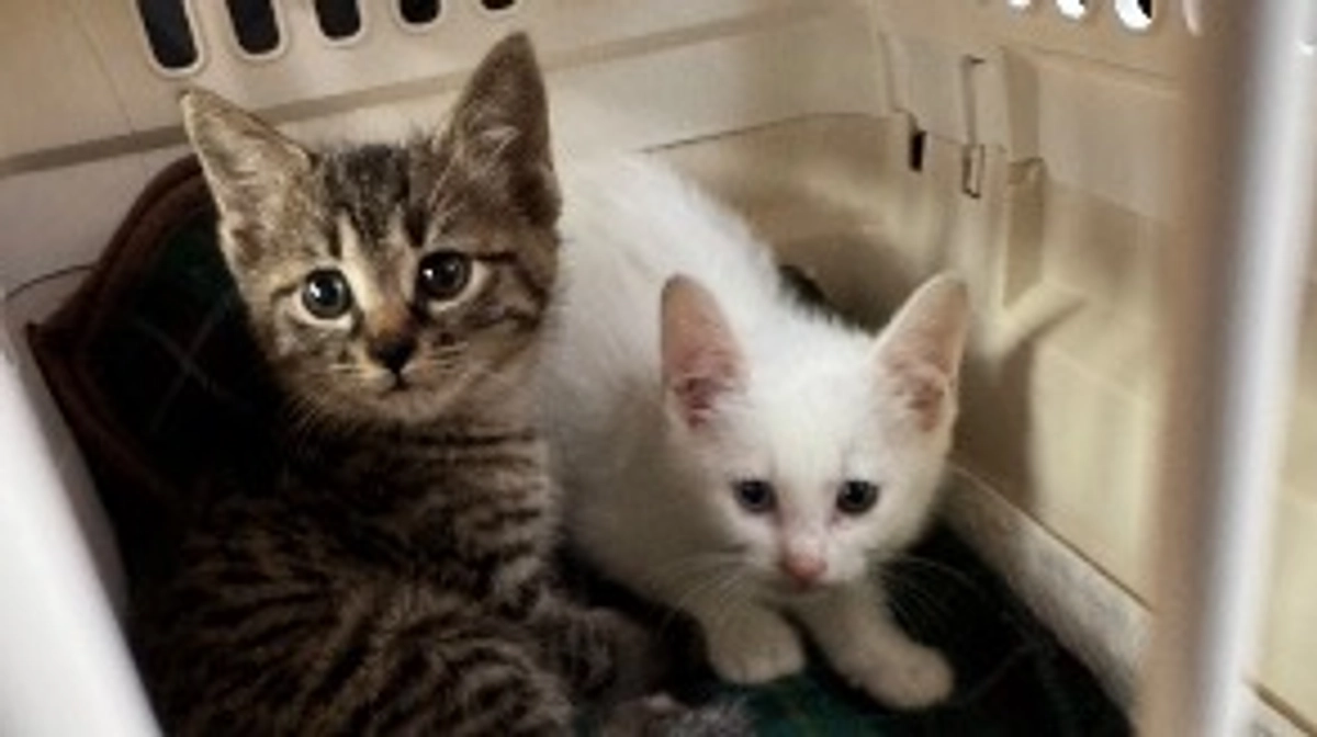 保護した子猫達の搬送。