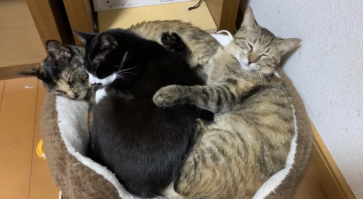 ハッチ、トライアルから帰ってきました　(¯―¯٥)