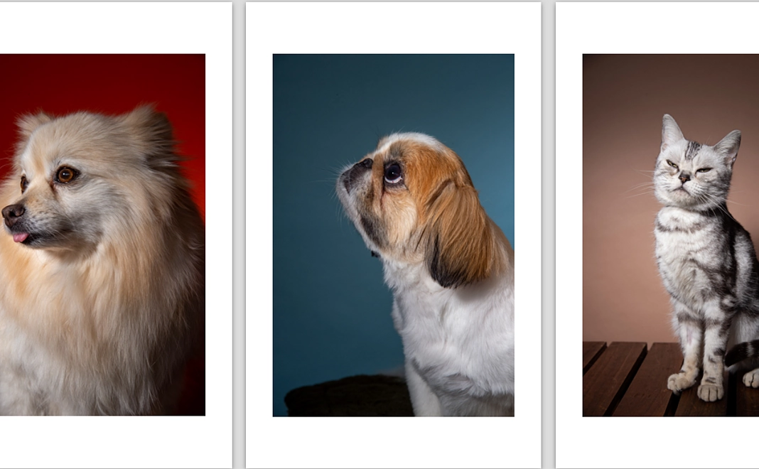 オリジナル保護犬猫ポストカードセット