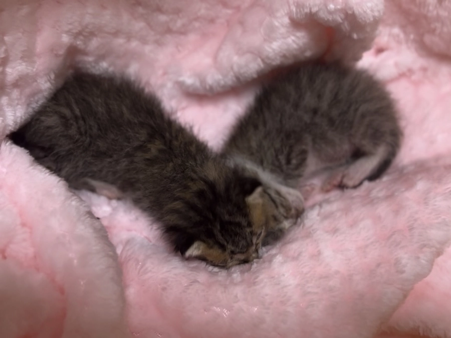 緊急センター引出し