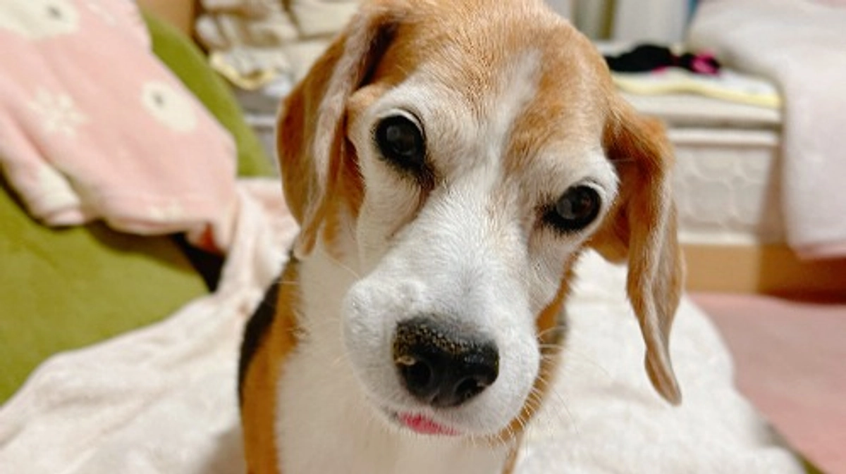 10/22 不安で眠れない夜。免疫抑制剤治療の効果がなかなか現れない。