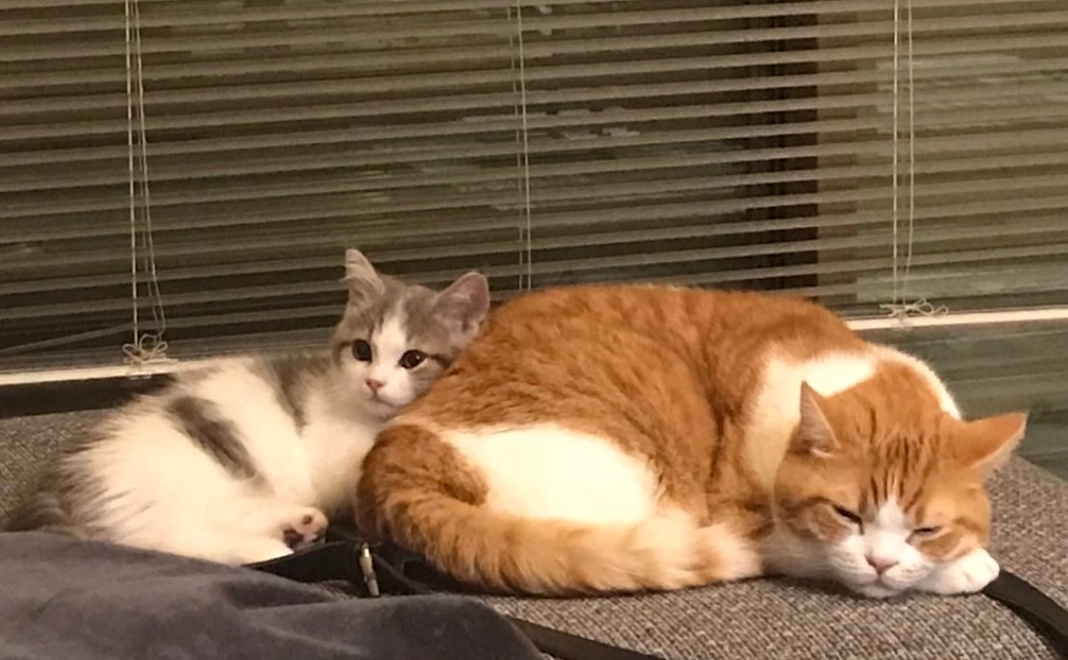 ノエルくん早く元気になって！