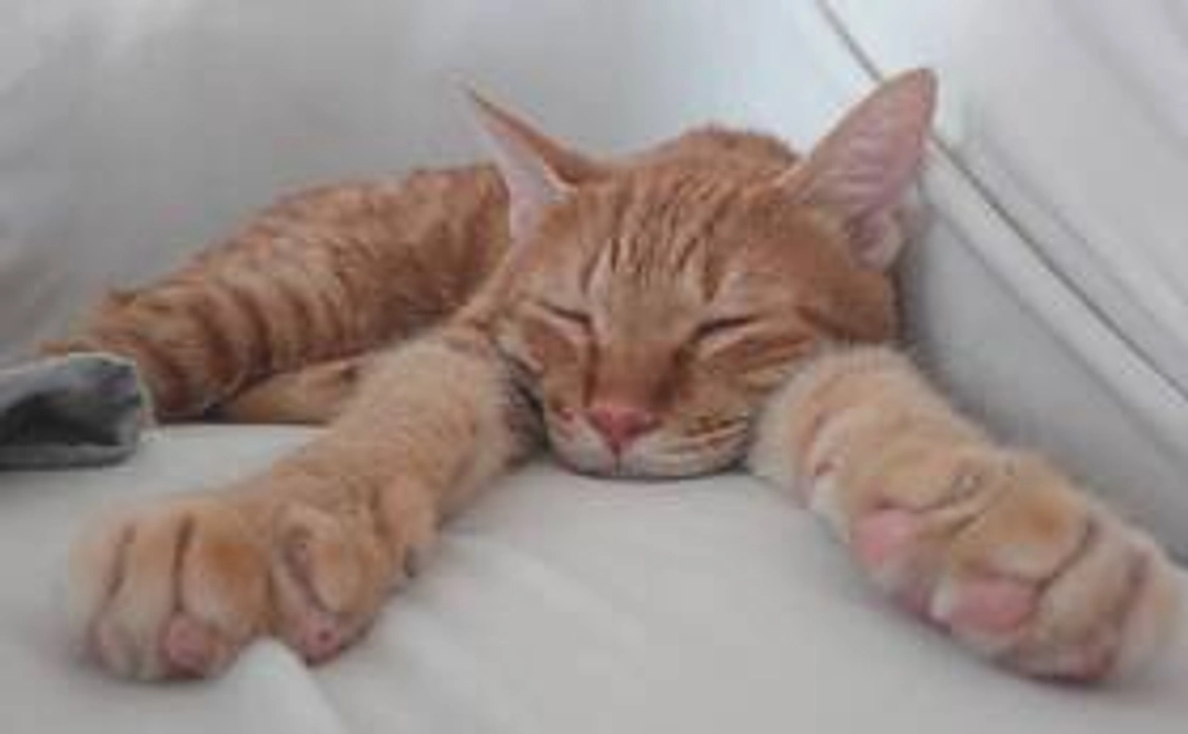 めい、がんばれ！(リターン不要の方)