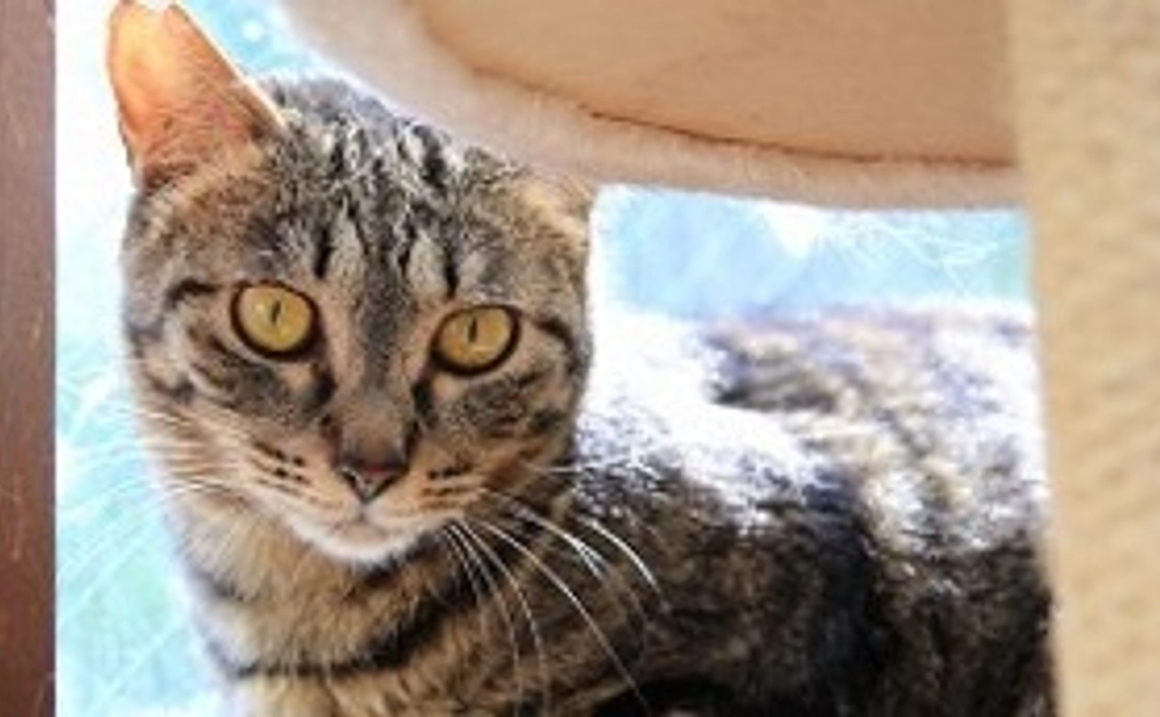 【応援コース】サンクスメール