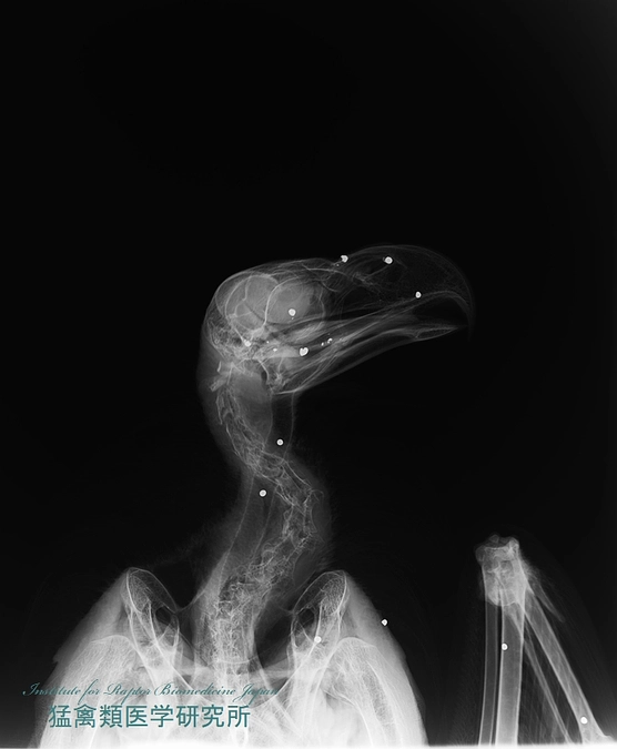 オオワシは撃たれていた！