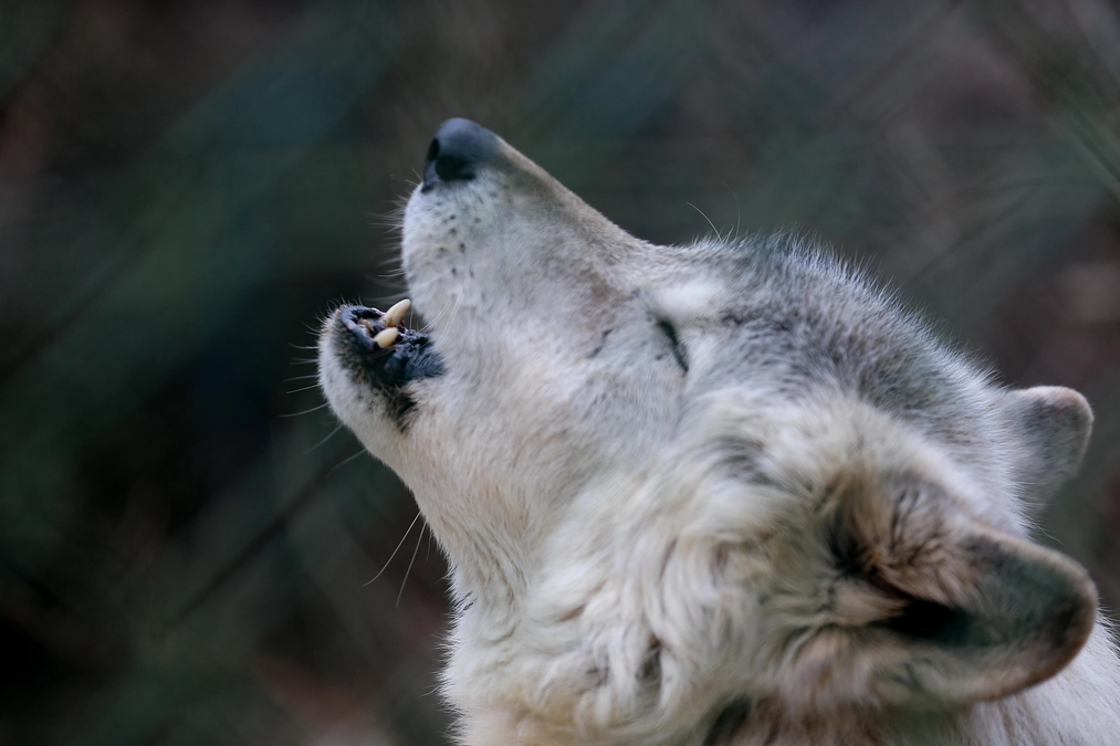 1月11日(木) 進捗報告・動物紹介～シンリンオオカミを見つけよう～