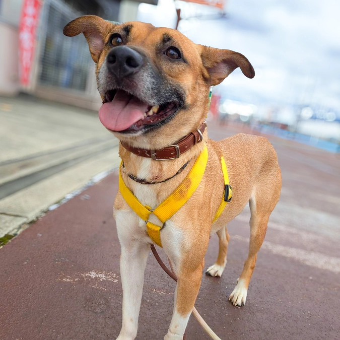 老犬ホームプロジェクトを手伝おうと思った理由