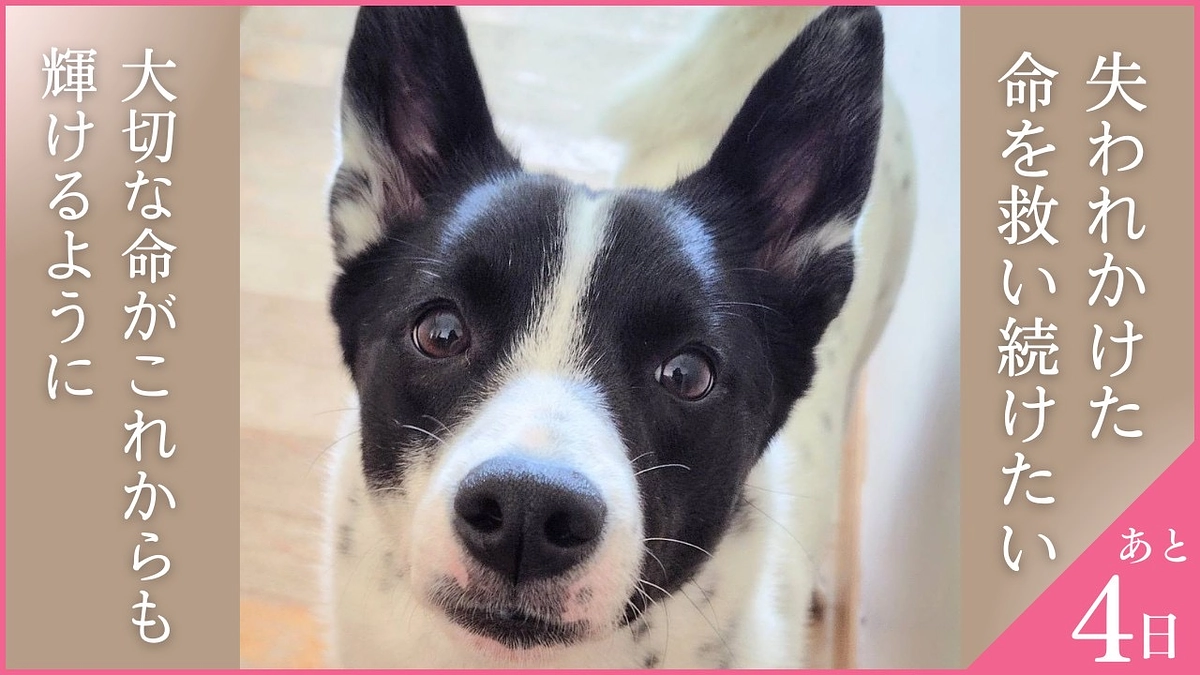 終了まであと4日！応援メッセージのご紹介です！