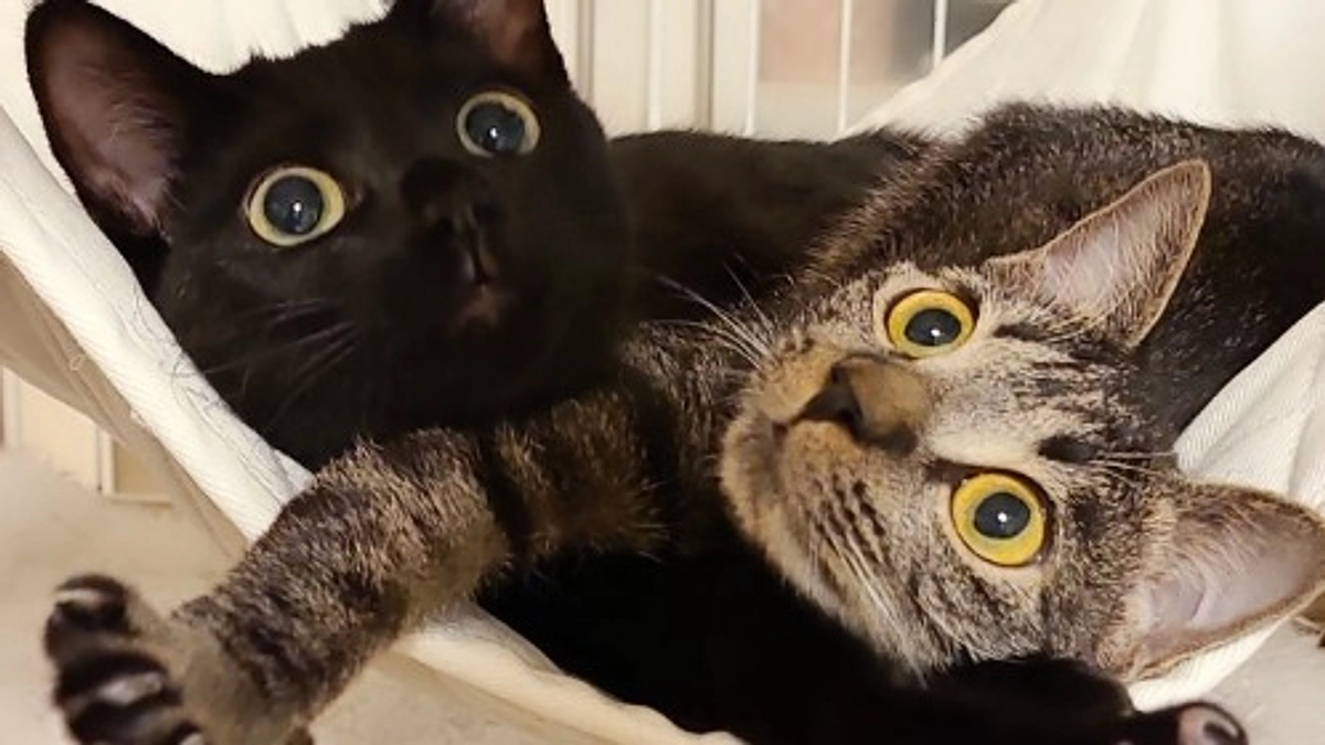 トライアル中「黒いちゃん」が正式譲渡となりました！