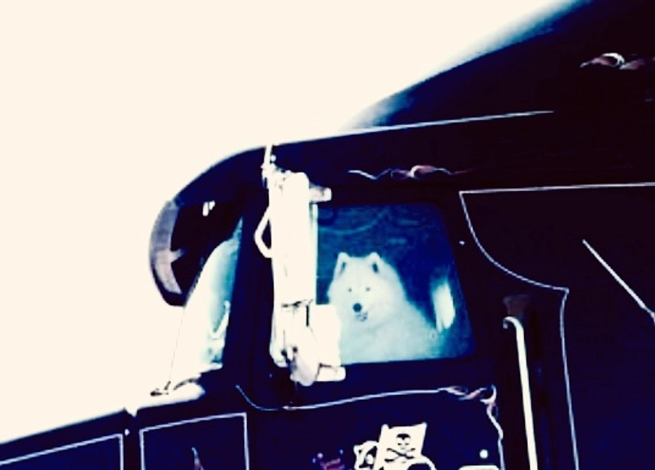 人と犬猫たちの大切な関係