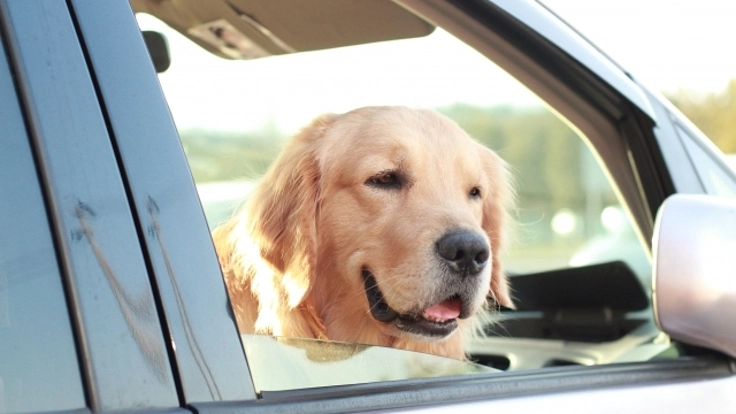 シニアDOGファミリー助け隊　少しでも御家族の負担を減らしたい