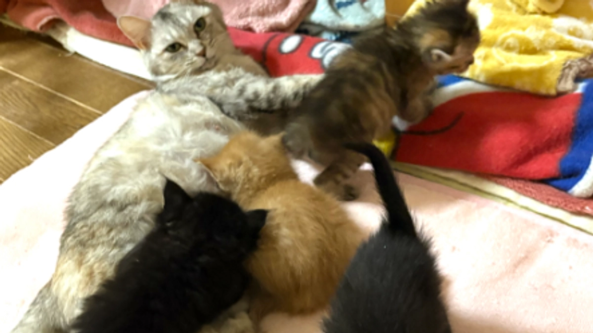 お母さん猫とベビーちゃん