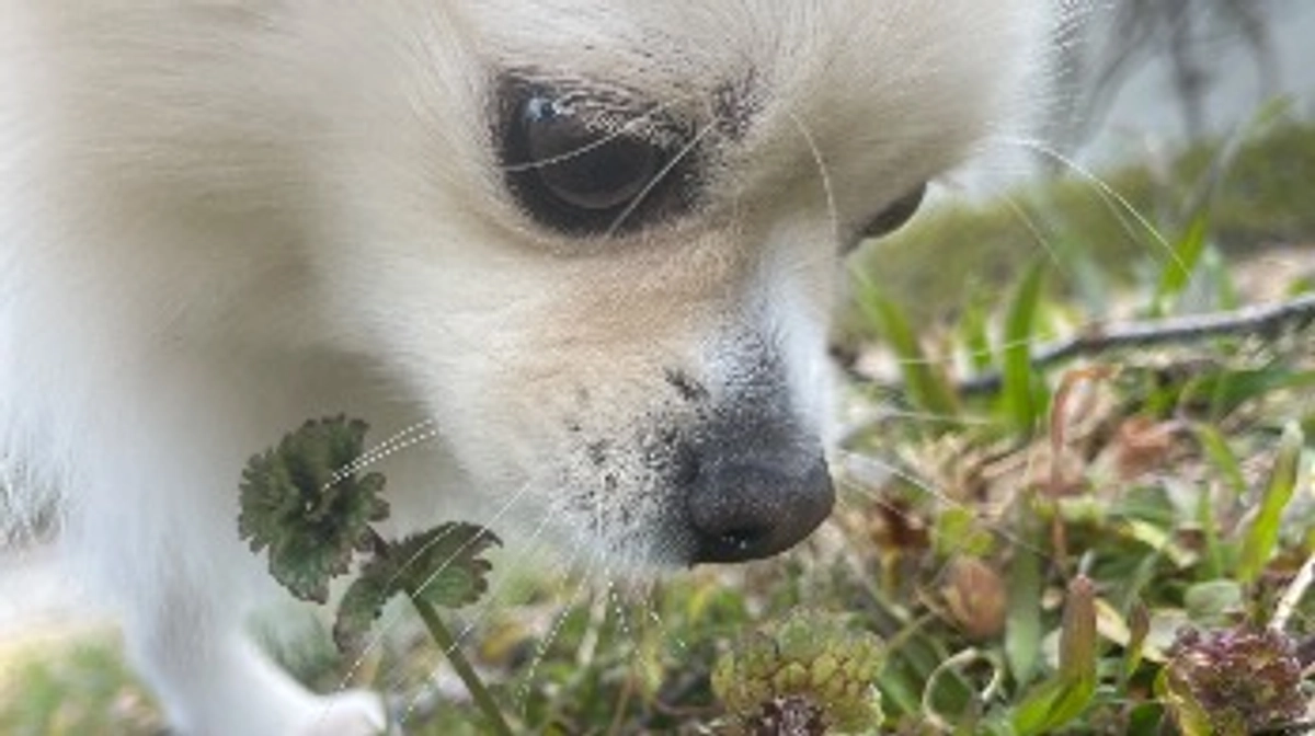 今日は少ししだけお散歩