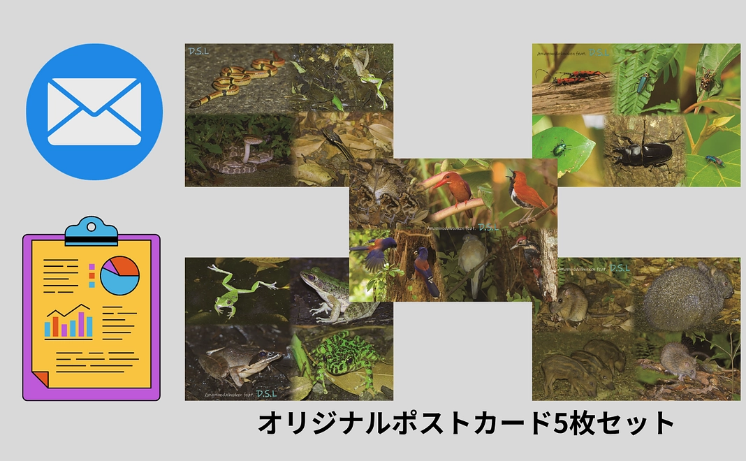 【追加返礼品】感謝のメールと活動報告＋奄美大島の野生生物ポストカード5枚セット