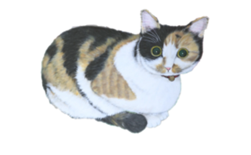 3000円：保護猫応援コース（お礼のメール、保護猫たちの写真、あんちゃん新聞(データ)）