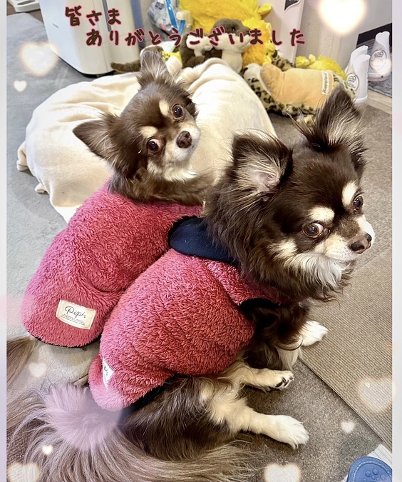 術後38日目　栗ちゃん  お散歩デビューをしました‼︎✨✨ 