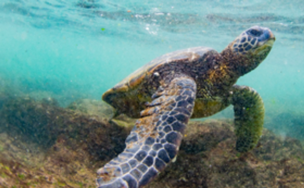 「メインコース」しっかり応援プラン!_A