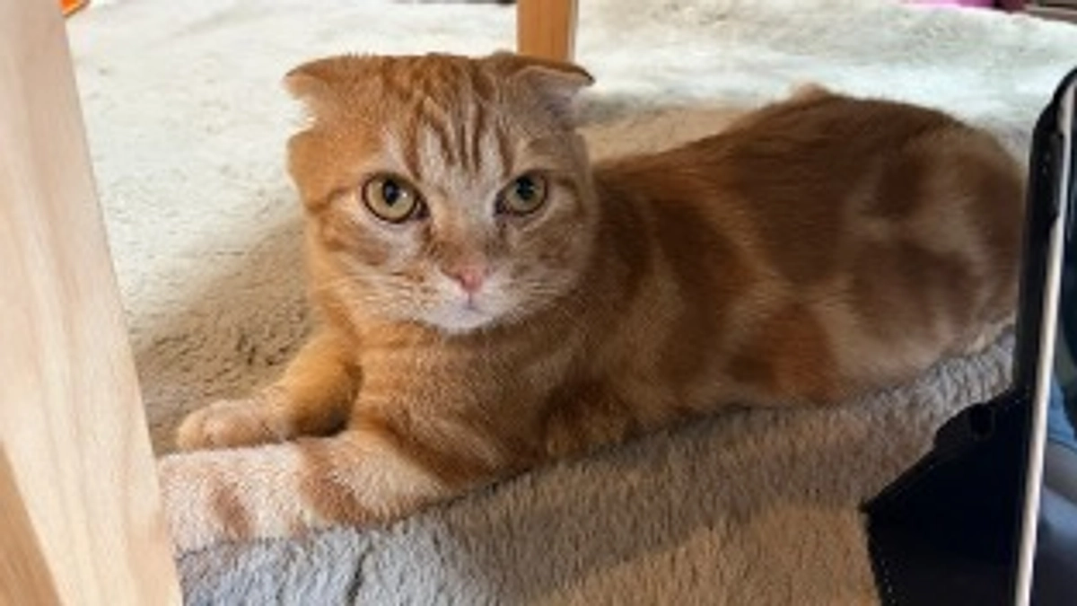 FIP経過観察16日目