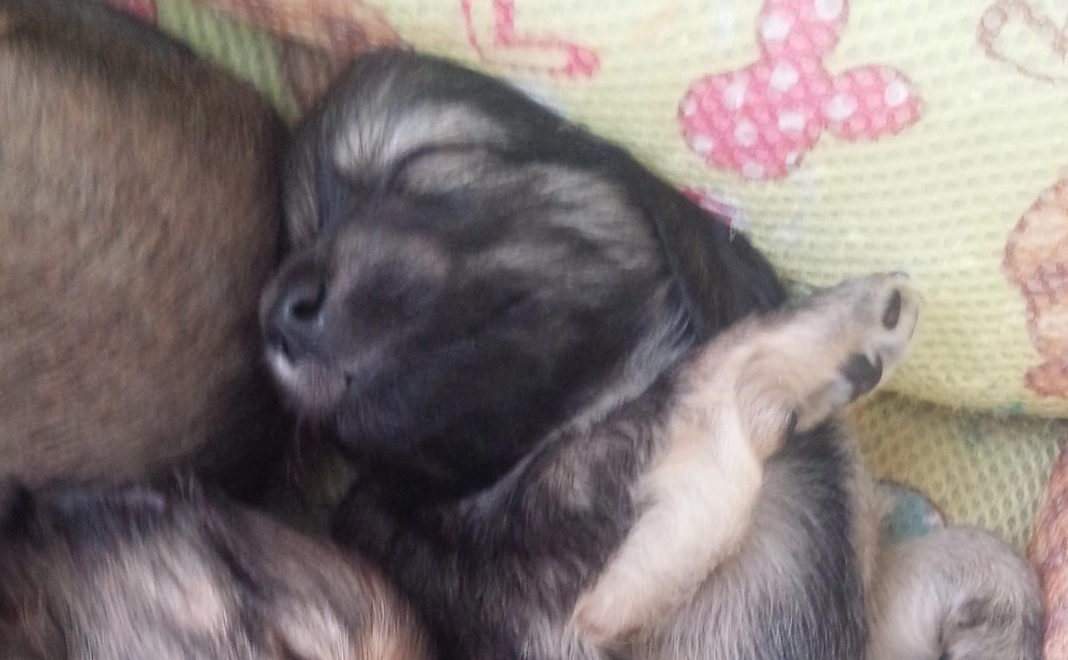 ドビーへのご支援1⃣ (リターンご不要の方)