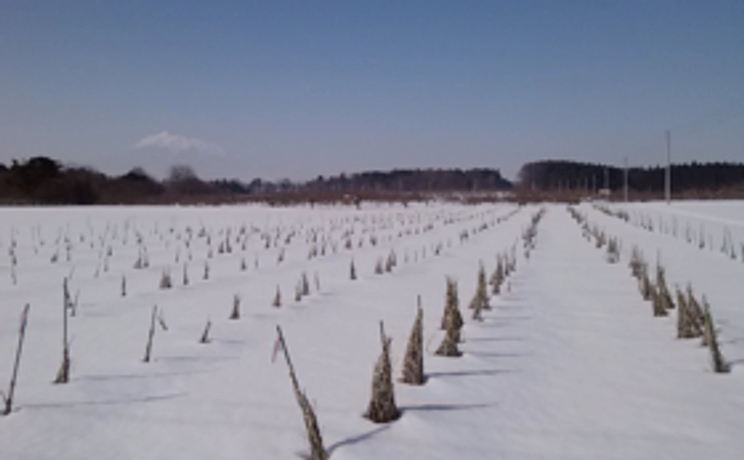 全力応援コース