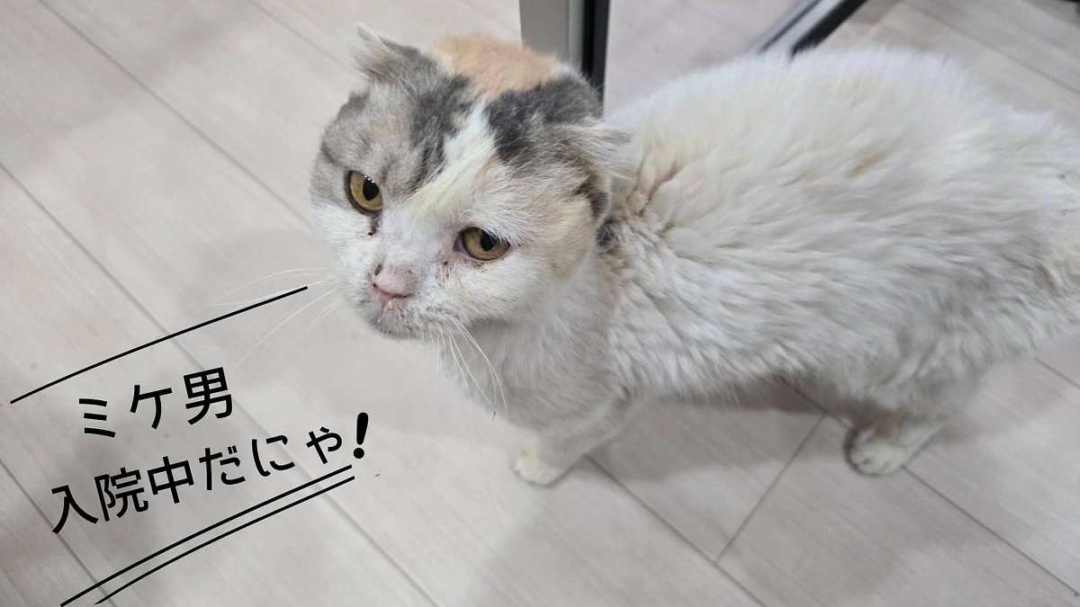 久しぶりの活動報告となってしまい申し訳ございません。