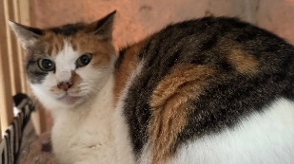 いよいよ、不妊手術とお引越し