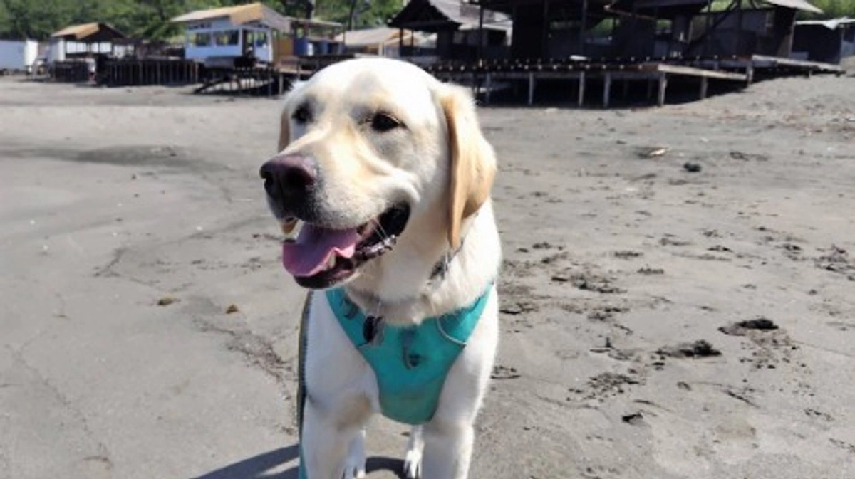 こんにちは。ニックです！