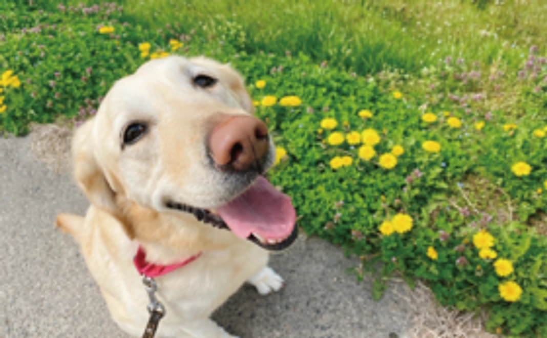 5千円/チャリティグッズ