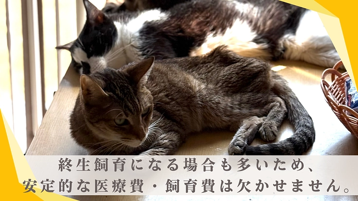 猫と紡ぐサポーター募集！保護猫たちの命を大切につないでいきたい 5枚目