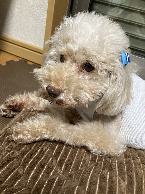 こちらが入院費です